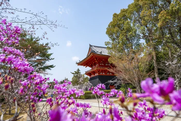 Framed Print : Purple blooming tree in spring with Shoro bell tower