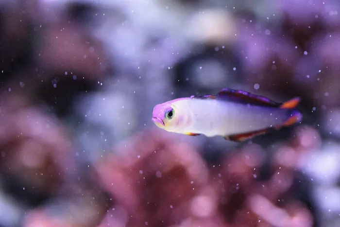 Framed Print : Purple cap firefish, Nemateleotris decora