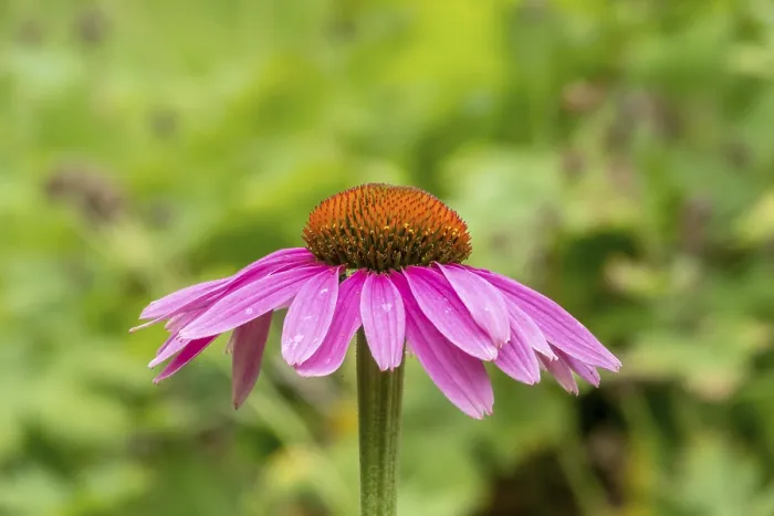 Framed Print : Purple cone flower (Echinacea purpurea), German Framed Print : Purple cone flower (Echinacea purpurea), German