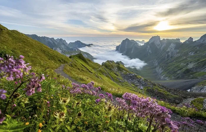 Framed Print : Purple flowers on a mountain meadow Framed Print : Purple flowers on a mountain meadow
