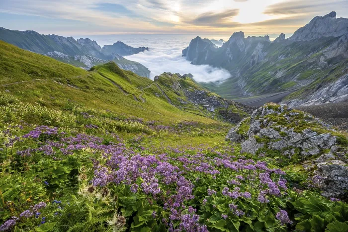 Framed Print : Purple flowers on a mountain meadow