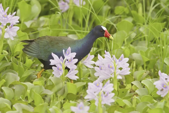 Framed Print : Purple Gallinule (Porphyrio martinica) Framed Print : Purple Gallinule (Porphyrio martinica)