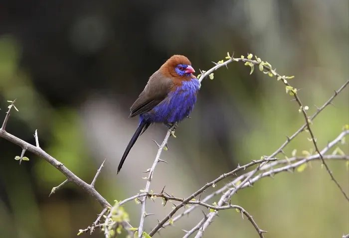 Framed Print : Purple Grenadier (Uraeginthus ianthinogaster)