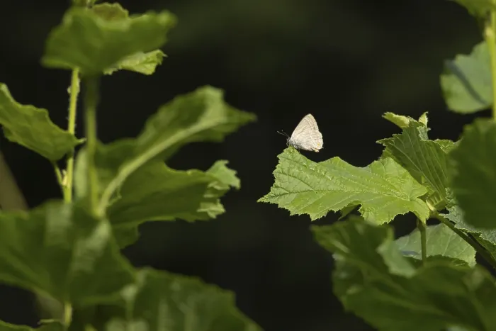 Framed Print : Purple hairstreak butterfly (Favonius quercus) adult insect on a Hazel tree leaf in a woodland in the summer