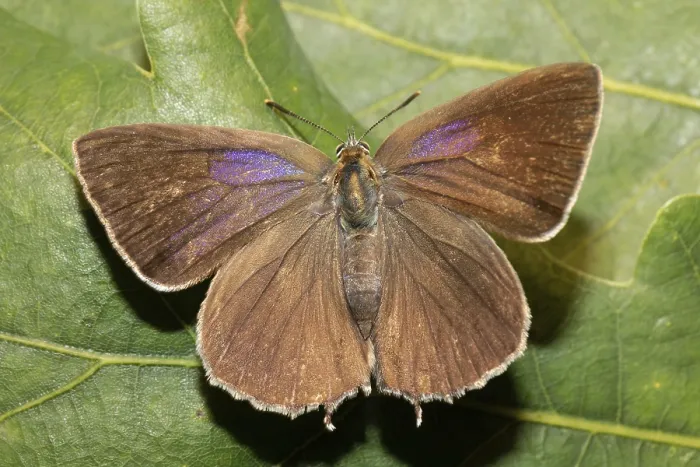 Framed Print : Purple hairstreak (Favonius quercus)