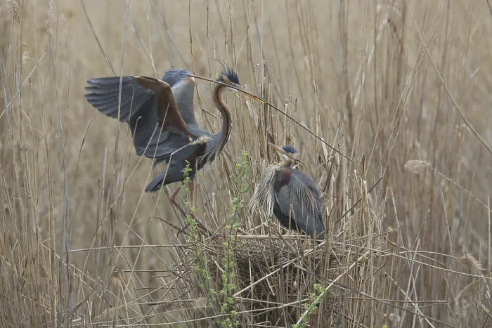 Framed Print : Purple Heron