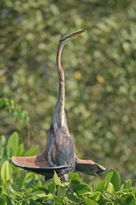 Framed Print : Purple Heron (Ardea purpurea) adult