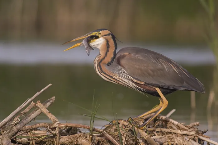 Framed Print : Purple Heron (Ardea purpurea) with fish prey in beak Framed Print : Purple Heron (Ardea purpurea) with fish prey in beak