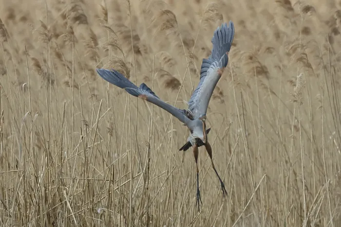 Framed Print : Purple heron, Ardea purpurea, flies out of reeds