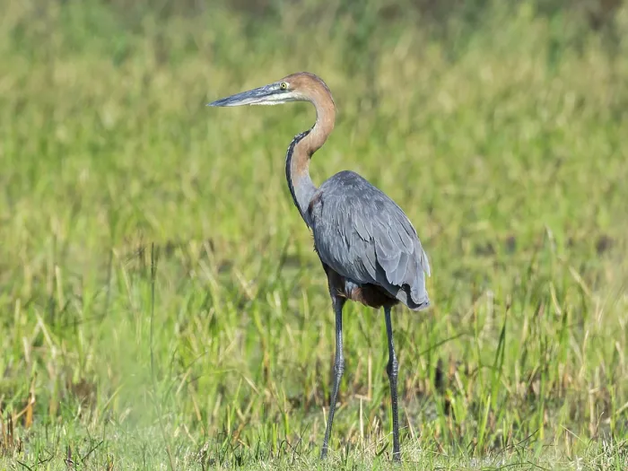 Framed Print : Purple Heron (Ardea purpurea), Kosi Bay Nature Reserve