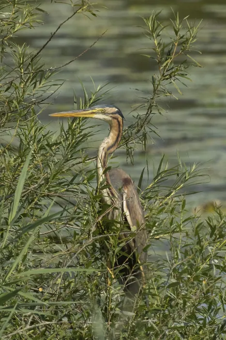 Framed Print : Purple heron standing in green willow bushes looking left in front of water