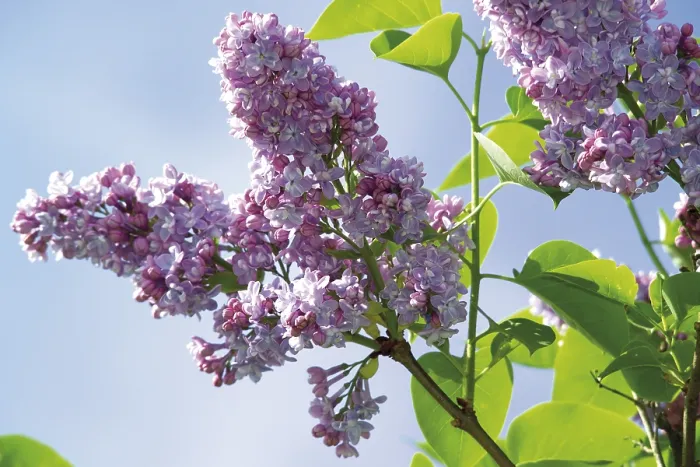 Framed Print : Purple Lilac (Syringa) Framed Print : Purple Lilac (Syringa)