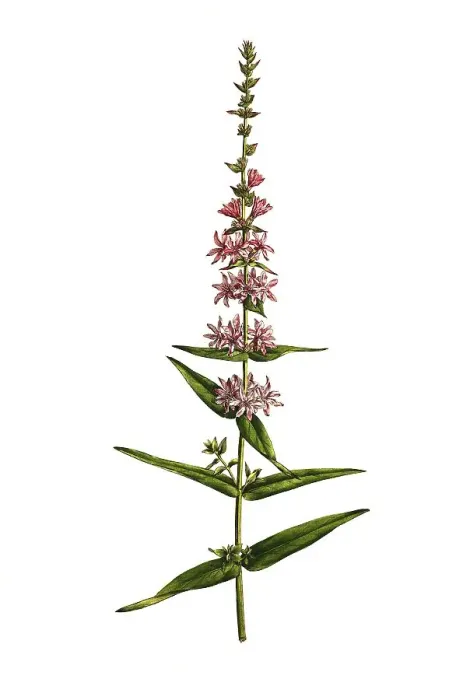 Framed Print : Purple loosestrife (Lythrum salicaria)