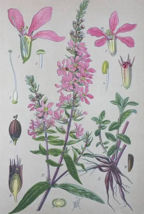 Framed Print : Purple loosestrife (Lythrum salicaria) Framed Print : Purple loosestrife (Lythrum salicaria)