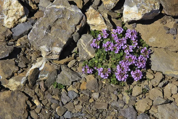 Framed Print : Purple mountain saxifrage also saxifraga oppositifolia