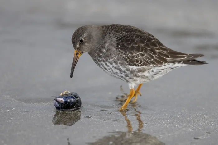 Framed Print : Purple Sandpiper (Calidris maritima)