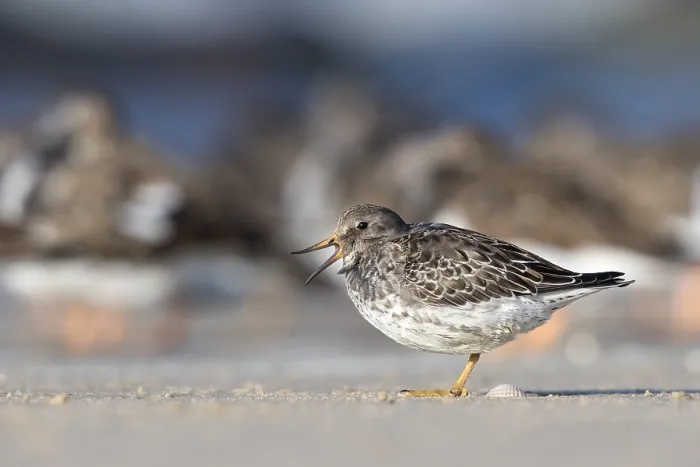 Framed Print : Purple Sandpiper (Calidris maritima) Framed Print : Purple Sandpiper (Calidris maritima)