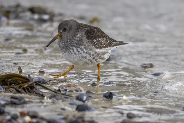 Framed Print : Purple Sandpiper (Calidris maritima)