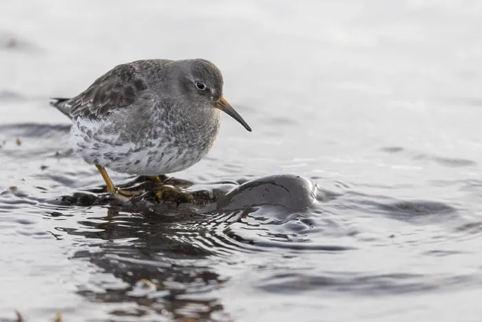 Framed Print : Purple Sandpiper (Calidris maritima)