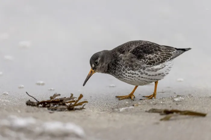 Framed Print : Purple Sandpiper (Calidris maritima) Framed Print : Purple Sandpiper (Calidris maritima)