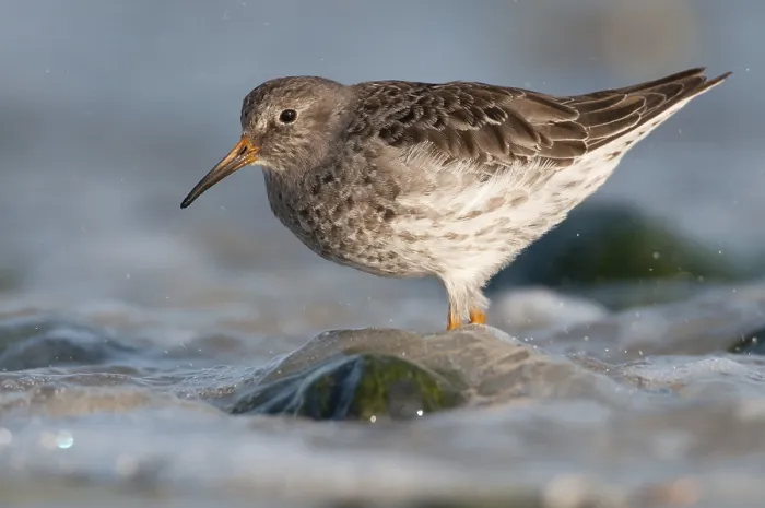 Framed Print : Purple Sandpiper (Calidris maritima) Framed Print : Purple Sandpiper (Calidris maritima)
