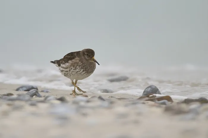Framed Print : Purple sandpiper (Calidris maritima) on the beach