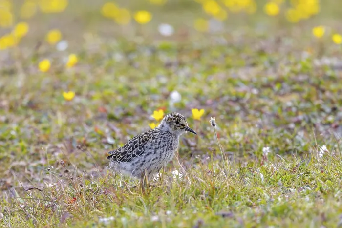 Framed Print : Purple sandpiper (Calidris maritima) chick Framed Print : Purple sandpiper (Calidris maritima) chick