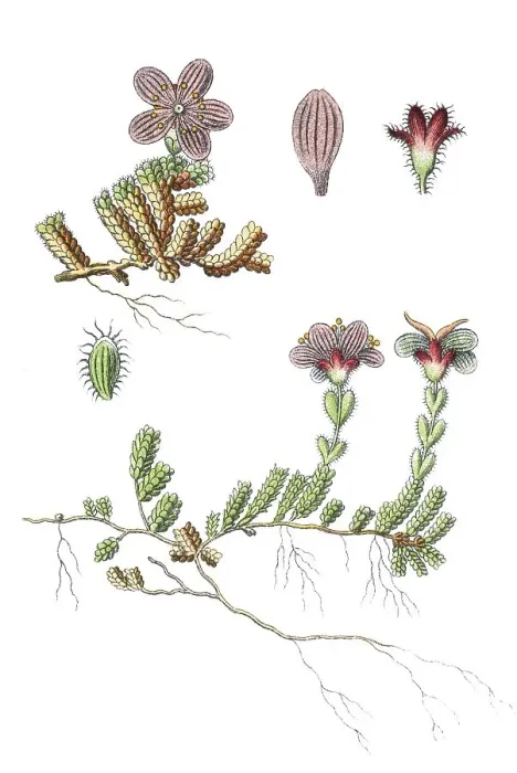Framed Print : Purple saxifrage (Saxifraga oppositifolia)