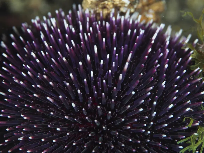 Framed Print : Purple sea urchin (Sphaerechinus granularis) with long