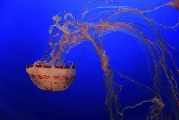 Framed Print : Purple-striped Jellyfish (Chrysaora colorata)