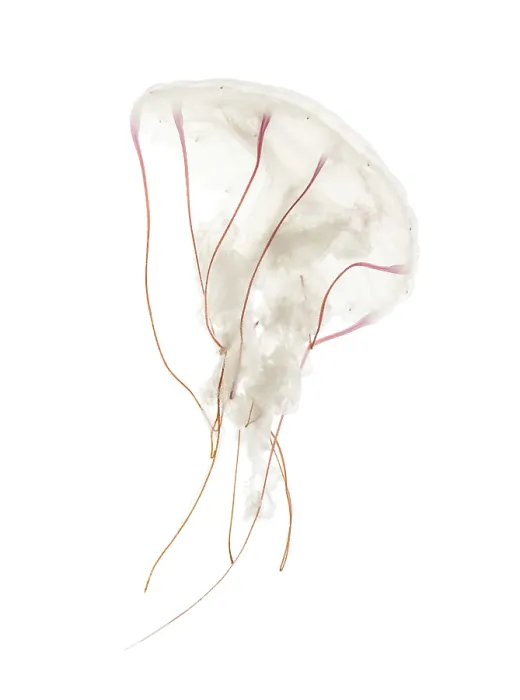 Framed Print : Purple-striped jellyfish, Chrysaora colorata Framed Print : Purple-striped jellyfish, Chrysaora colorata