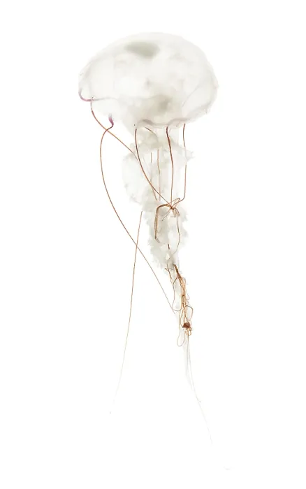 Framed Print : Purple-striped jellyfish, Chrysaora colorata Framed Print : Purple-striped jellyfish, Chrysaora colorata