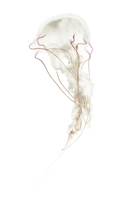Framed Print : Purple-striped jellyfish, Chrysaora colorata
