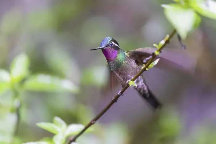 Framed Print : Purple-throated nymph (Lampornis calolaemus) Framed Print : Purple-throated nymph (Lampornis calolaemus)