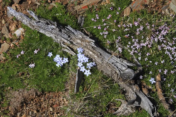Framed Print : Purple wildflowers blooming in summer in the mountains