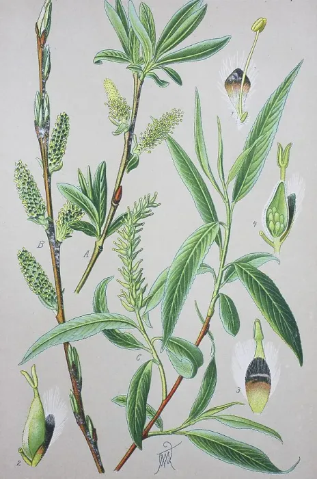 Framed Print : Purple willow (Salix purpurea)