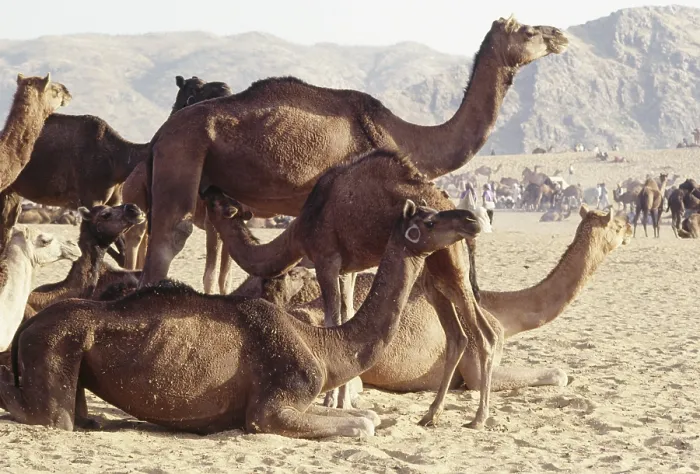 Framed Print : Pushkar Fair, Camels, Rajasthan, india