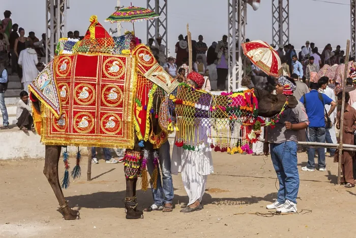 Framed Print : PUSHKAR, INDIA, NOVEMBER 22, 2012: Camel decoration competition contest at Pushkar camel fair (Pushkar Mela) Framed Print : PUSHKAR, INDIA, NOVEMBER 22, 2012: Camel decoration competition contest at Pushkar camel fair (Pushkar Mela)