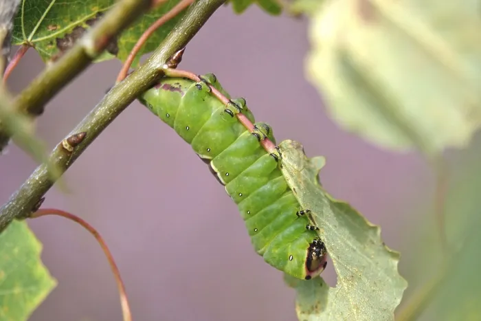 Framed Print : Puss moth caterpillar, summer, Germany