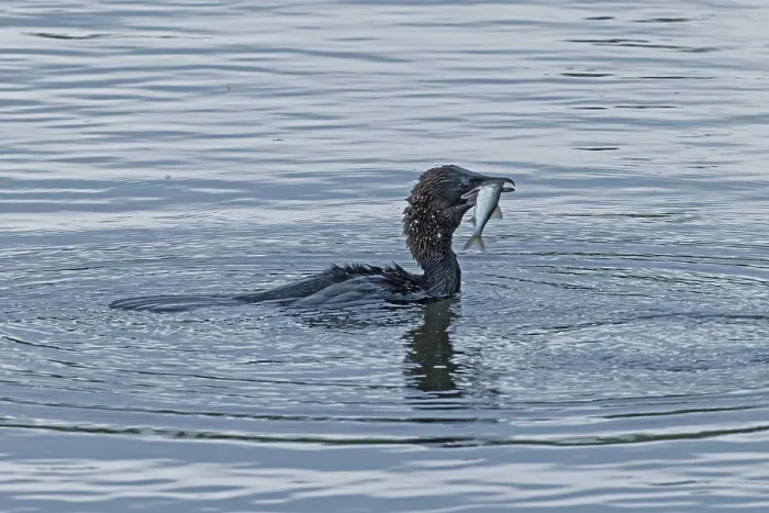 Framed Print : Pygmy Cormorant with fish in beak swimming in water looking right