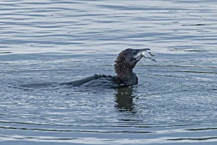 Framed Print : Pygmy Cormorant with fish in beak swimming in water looking right