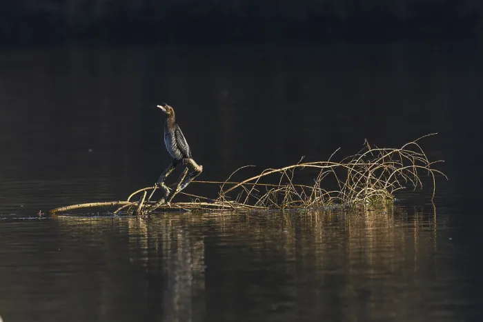 Framed Print : Pygmy cormorant (Microcarbo pygmaeus) perched on a branch in the water