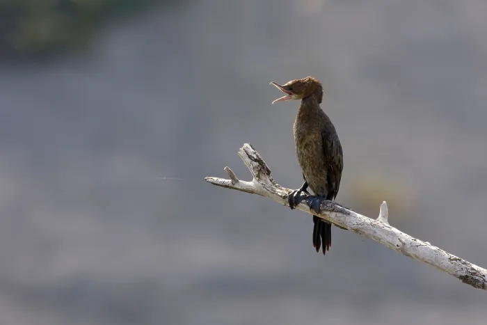 Framed Print : Pygmy Cormorant (Phalacrocorax pygmeus)