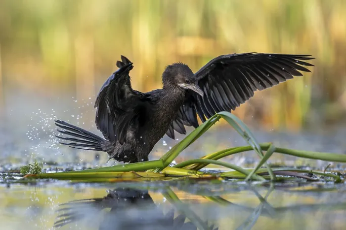 Framed Print : Pygmy Cormorant (Phalacrocorax pygmeus) Framed Print : Pygmy Cormorant (Phalacrocorax pygmeus)