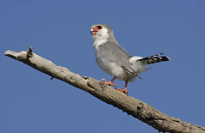 Framed Print : Pygmy Falcon (Polihierax semitorquatus)