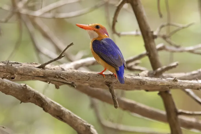 Framed Print : Pygmy Kingfisher (Ispidina picta)