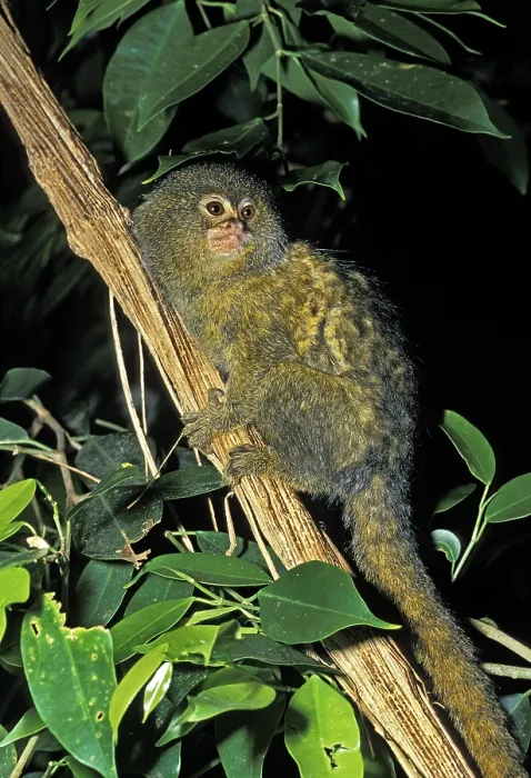 Framed Print : Pygmy Marmoset (callithrix) pygmaea Framed Print : Pygmy Marmoset (callithrix) pygmaea