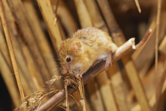 Framed Print : Pygmy mouse standing on reed stalk looking left