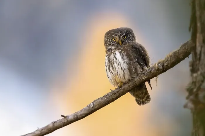 Framed Print : Pygmy Owl (Glaucicium passerinum)
