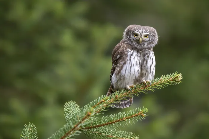 Framed Print : Pygmy Owl (Glaucicium passerinum)